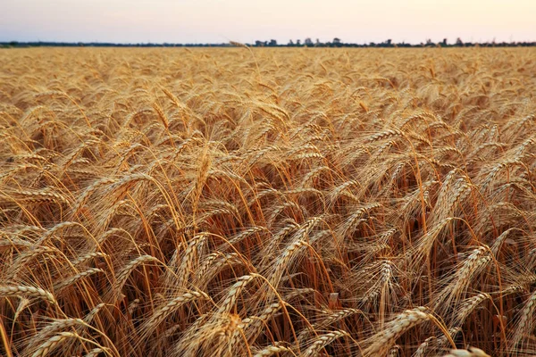 Buğday alan. Altın buğday kulaklarını kapat. Güzel doğa güneş — Stok fotoğraf