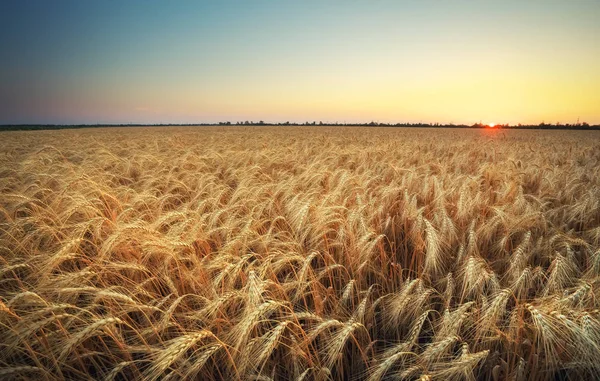 Weizenfeld. Ähren aus goldenem Weizen aus nächster Nähe. schöne Natursonne — Stockfoto