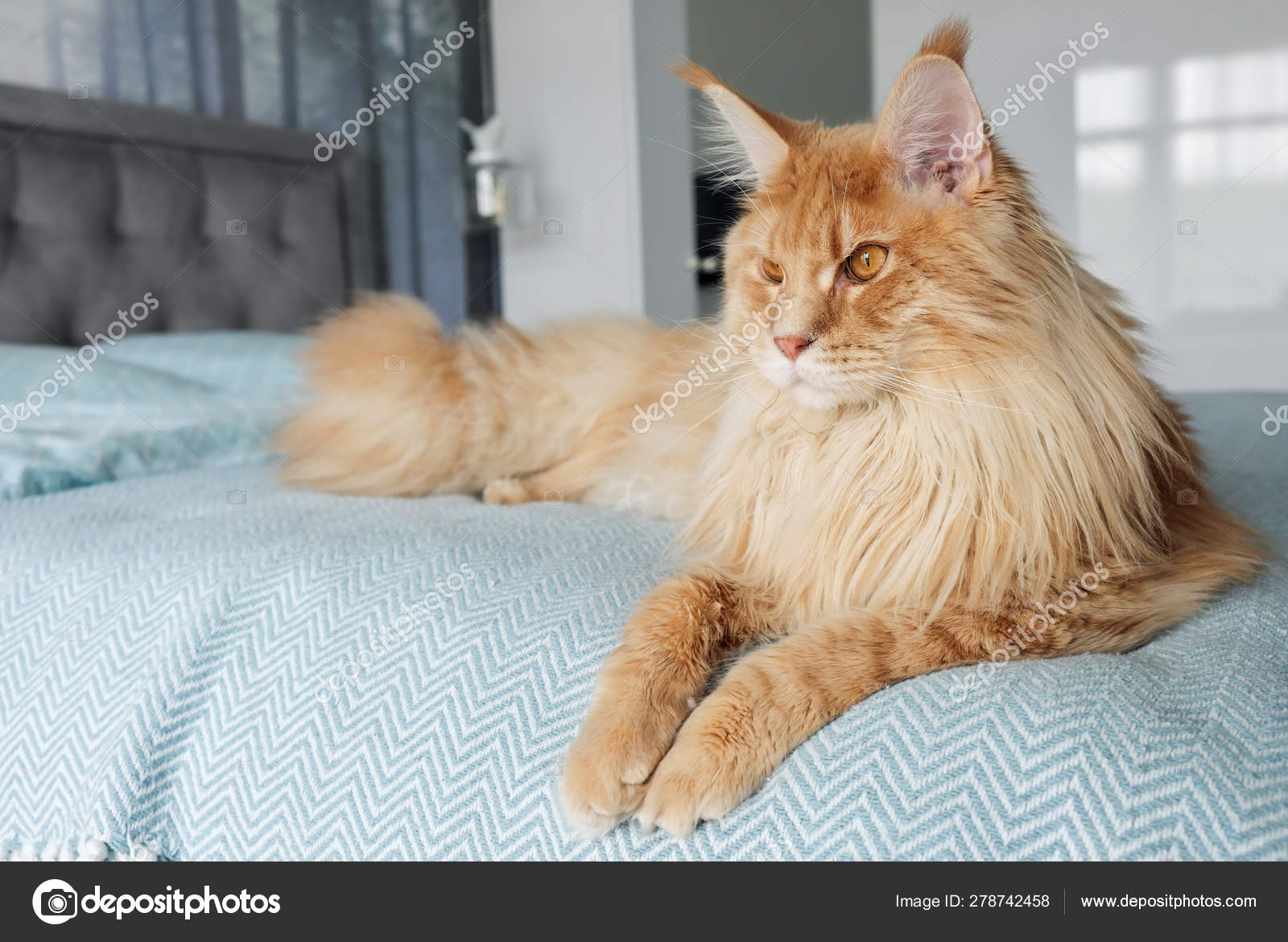 A big beautiful orange Maine Coon Cat lies on the bed in the roo