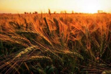 Gün batımında buğday tarlası. Güzel akşam manzarası. Spikelets ve