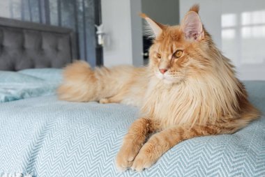 Büyük bir güzel turuncu Maine Coon Kedi roo yatakta yatıyor