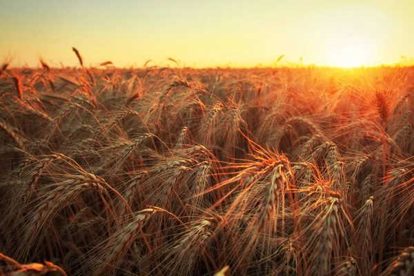 Campo de trigo. Orejas de trigo dorado de cerca. Hermosa naturaleza sol —  Fotos de Stock