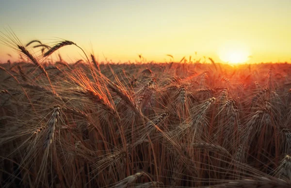 Campo de trigo. Orejas de trigo dorado de cerca. Hermosa naturaleza sol —  Fotos de Stock