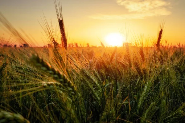 Campo de trigo al atardecer. Hermoso paisaje nocturno. Espiguillas de —  Fotos de Stock