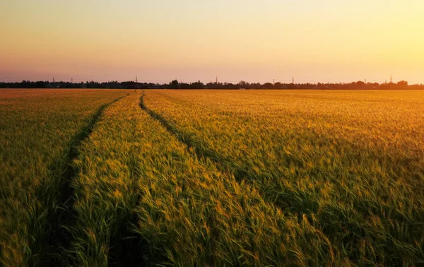 Campo di grano al tramonto. Bellissimo paesaggio serale. Spille di — Foto Stock