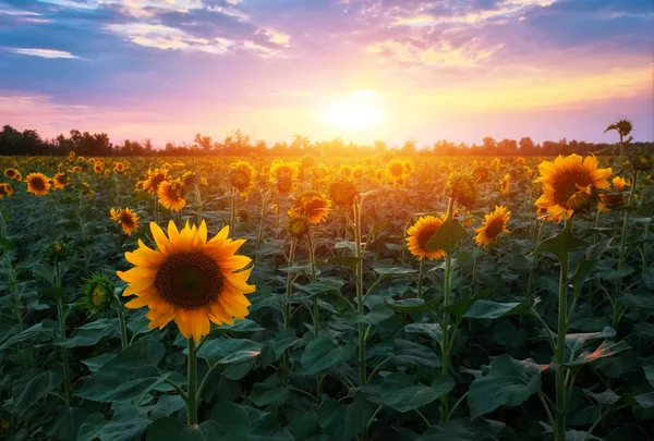 Sommerlandschaft: Sonnenuntergang über Sonnenblumenfeld — Stockfoto