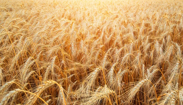 Fondo del campo de trigo con la maduración de las espigas doradas primer plano — Foto de Stock