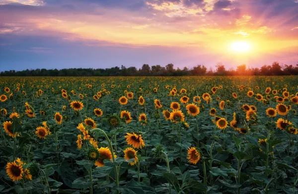 Sommerlandschaft: Sonnenuntergang über Sonnenblumenfeld — Stockfoto