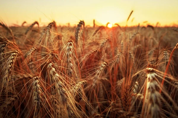 Campo de trigo. Orejas de trigo dorado de cerca. Hermosa naturaleza sol —  Fotos de Stock