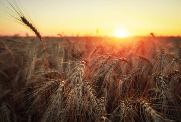 Campo de trigo. Orejas de trigo dorado de cerca. Hermosa naturaleza sol —  Fotos de Stock