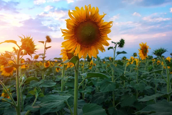 Paysage d'été : Coucher de soleil beauté sur champ de tournesols — Photo