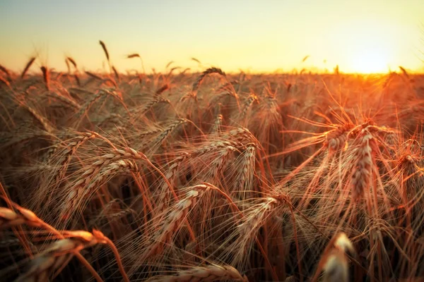 Campo de trigo. Orejas de trigo dorado de cerca. Hermosa naturaleza sol —  Fotos de Stock