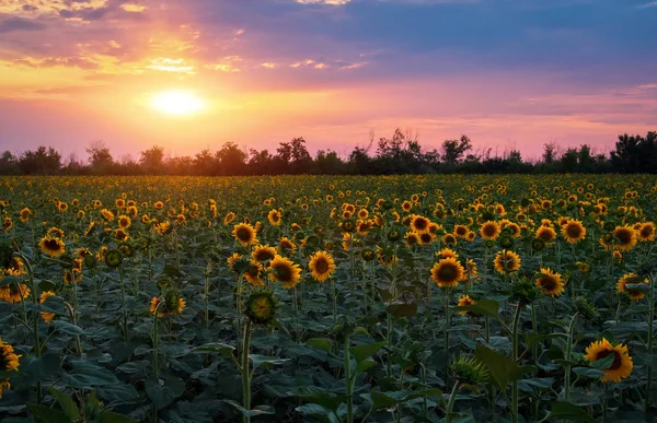 Літній пейзаж: краса захід сонця над полем соняшників — стокове фото