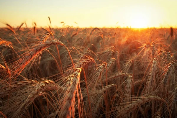 Campo de trigo. Orejas de trigo dorado de cerca. Hermosa naturaleza sol —  Fotos de Stock