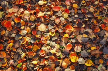 Renkli yaprakların arka planı. Ormanda çekilen sonbahar fotoğrafı.