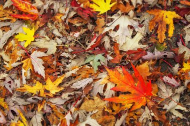 Sonbahar renkli portakal, kırmızı ve sarı akçaağaç adam bırakır.