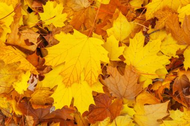 Sonbahar renkli portakal, kırmızı ve sarı akçaağaç adam bırakır.