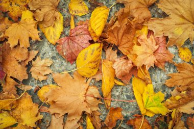 Sonbahar renkli portakal, kırmızı ve sarı akçaağaç adam bırakır.