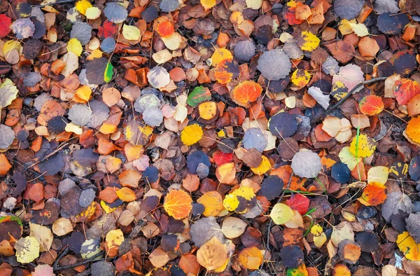 Fond de feuilles colorées. Photo d'automne prise dans la forêt — Photo