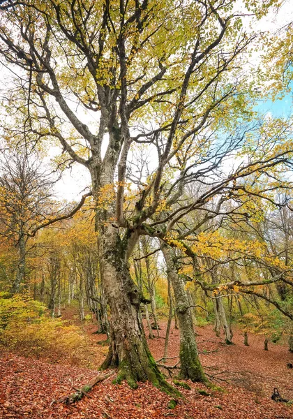 Trail door een mysterieuze donkere oude bos in mist. Herfst mornin — Stockfoto