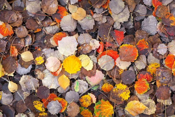 Fond de feuilles colorées. Photo d'automne prise dans la forêt — Photo
