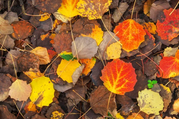 Fond de feuilles colorées. Photo d'automne prise dans la forêt — Photo