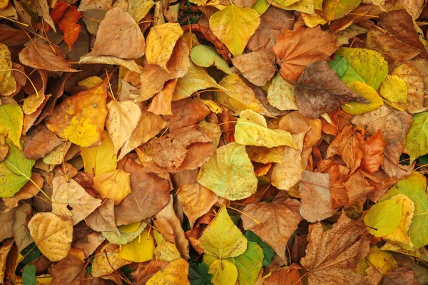 Achtergrond van gele en groene bladeren. Herfstfoto genomen in t — Stockfoto