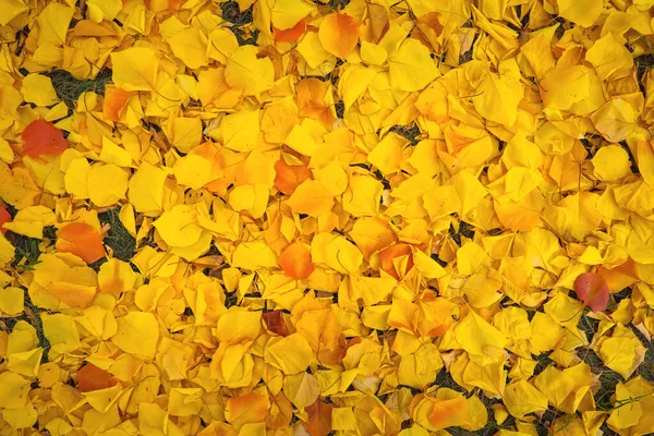 Fundo de folhas amarelas. Fotos de outono tiradas na floresta — Fotografia de Stock