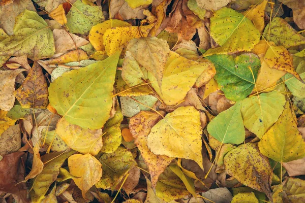 Fundo de folhas amarelas e verdes. Outono foto tirada em t — Fotografia de Stock