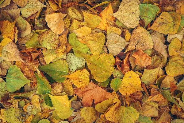 Fundo de folhas amarelas e verdes. Outono foto tirada em t — Fotografia de Stock