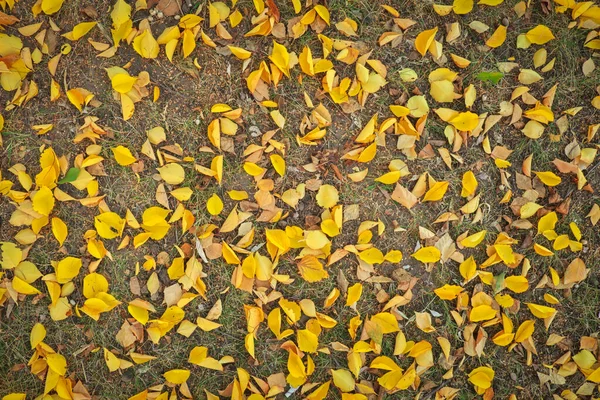 Sfondo da foglie gialle e verdi. Foto autunnale scattata in t — Foto Stock