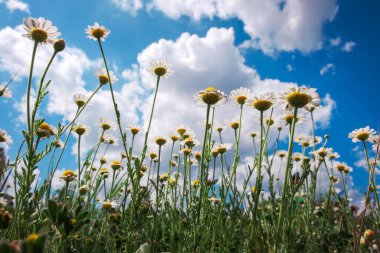 Papatya çiçeklerinin alt manzarası yaz çayırlarında yetişir.