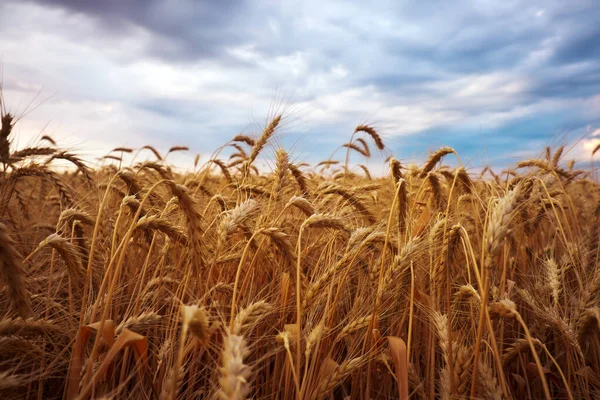 Olgun buğdayın altın kulakları Bulutlu gökyüzüne yakın. — Stok fotoğraf