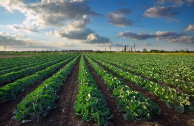 Yeni büyüyen bir lahana tarlasının manzarası. Gün batımı zamanı