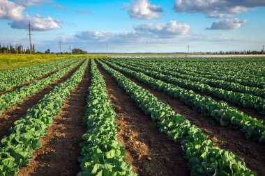 Yeni büyüyen bir lahana tarlasının manzarası. Gün batımı zamanı