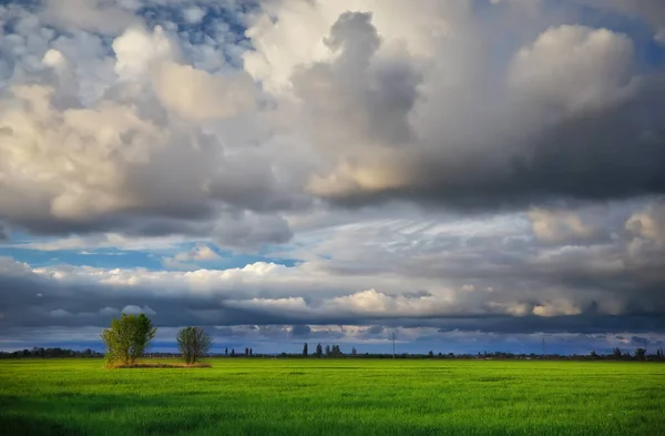 Arbre Solitaire Sur Champ Avec Jeune Blé Vert Beau Paysage — Photo