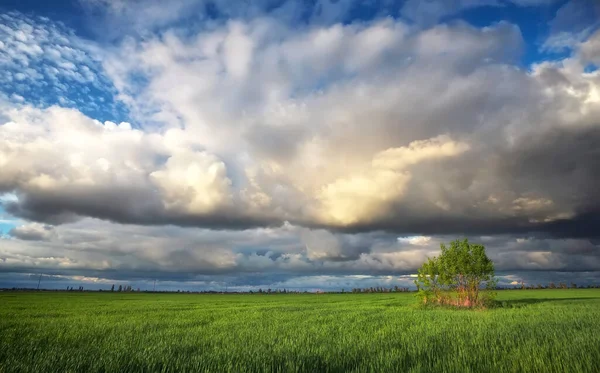 Arbre Solitaire Sur Champ Avec Jeune Blé Vert Beau Paysage — Photo