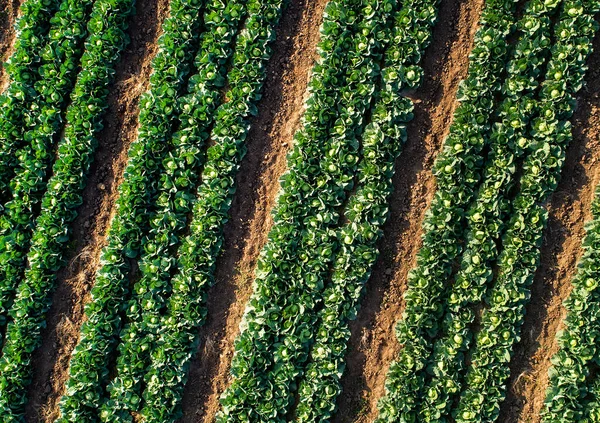 農場の畑の列のキャベツの植物 ドローンからの空中ビュー — ストック写真