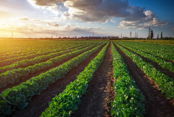 Вид на свежерастущее капустное поле. Время заката
