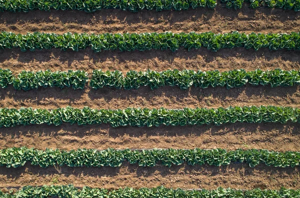 Plantes Choux Rangées Dans Champ Agricole Vue Aérienne Depuis Drone — Photo