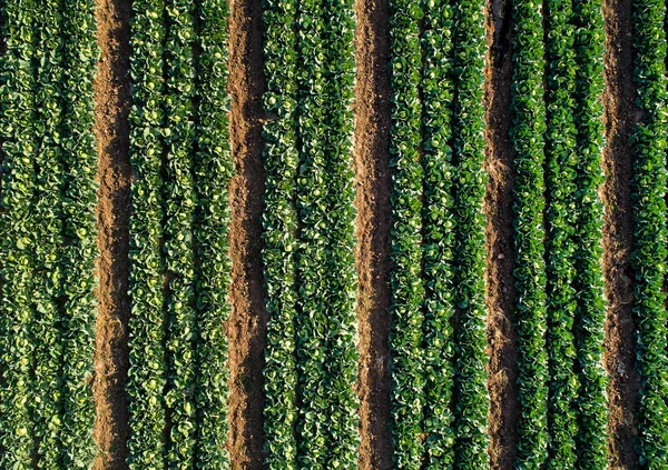 農場の畑の列のキャベツの植物 ドローンからの空中ビュー — ストック写真