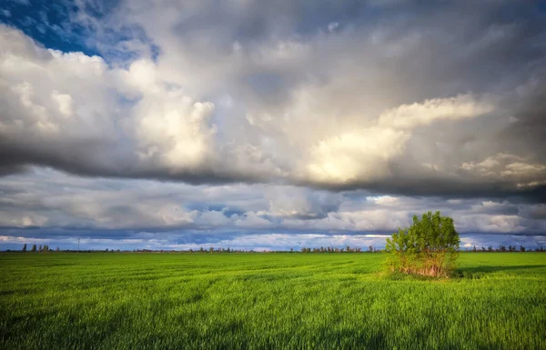 Arbre Solitaire Sur Champ Avec Jeune Blé Vert Beau Paysage — Photo