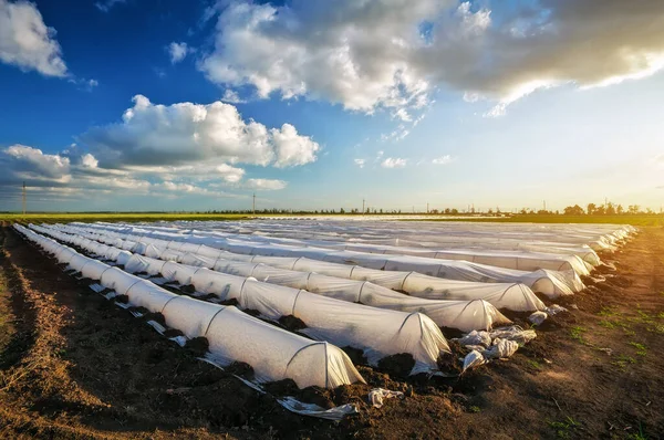 Bela Paisagem Com Estufas Durante Pôr Sol Cultivar Vegetais Agricultura — Fotografia de Stock