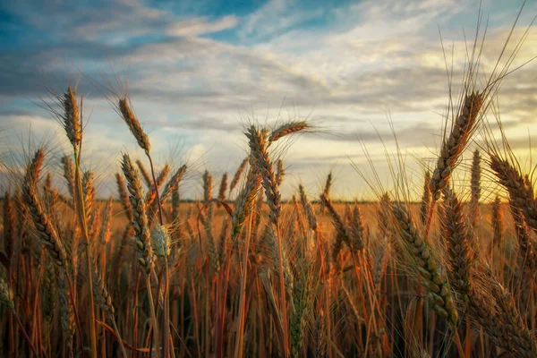 Campo Trigo Atardecer Hermoso Paisaje Nocturno Las Espiguillas Trigo Vuelven —  Fotos de Stock