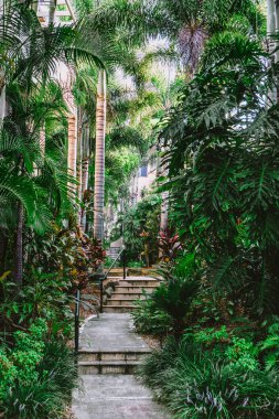 Güzel yürüyüş yolu ve uzun palmiye ile yeşil tropikal bahçeye giden merdivenler. 