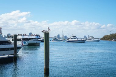 Gold Coast, Avustralya - Aralık, 2018: Marina Mirage limanında kutupta oturan ve arka planda beyaz yatlar bulunan Broadwater'ın güzel manzarasına sahip bir pelikan.