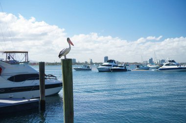 Gold Coast, Avustralya - Aralık, 2018: Marina Mirage limanında kutupta oturan ve arka planda beyaz yatlar bulunan Broadwater'ın güzel manzarasına sahip bir pelikan.
