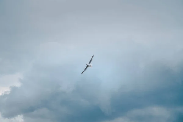 Gaivota Branca Solitária Voando Céu Nublado Antes Tempestade — Fotografia de Stock