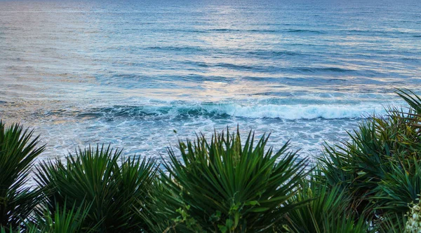 Hermosa Vista Del Paisaje Del Océano Las Plantas Verdes Primer — Foto de Stock