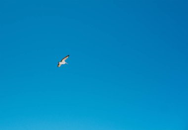 Tek bir beyaz pelikan, kanatları açık, mavi gökyüzünde uçuyor, izole..